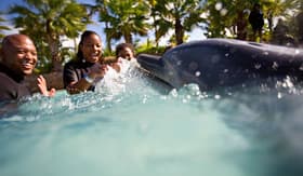 Carnival Cruise Lines family swimming with dolphins