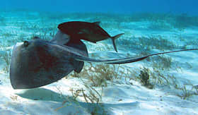 Carnival Cruise Lines stingray swimming under water