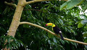 Carnival Cruise Lines Toucan in canopy of the Rainforest of Belize