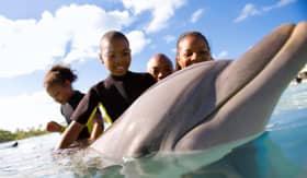 Swimming with Dolphins - Carnival Cruise Lines