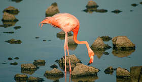 Celebrity Cruises flamingo standing in the water