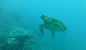Sea Turtle in the South Pacific