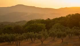 Olive grove in Tuscany