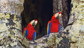 Cunard Line scarlet macaws in Carara National Park Costa Rica