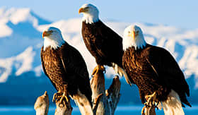 Holland America Line bald eagles perched on tree