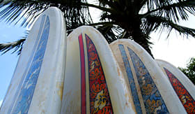 Holland America Line group of surfboards under a palm tree