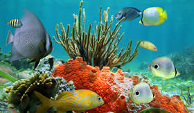 Holland America Line underwater colors of life in a coral reef Caribbean sea