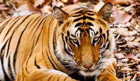 India River Cruises Bengal tiger in Bandhavgarh National Park India