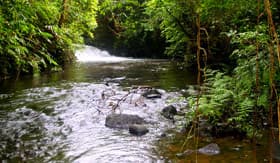 Jungle Streams - Holland America