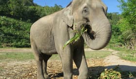 Elephant Eating Grass in Thailand