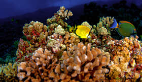 Norwegian Cruise Line a coral reef formation in Molokini Crater Hawaii