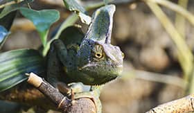 Chameleon in Madagascar