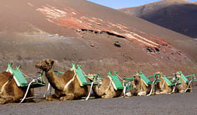 Norwegian Cruise Line camels at Timanfaya National Park in Lanzarote