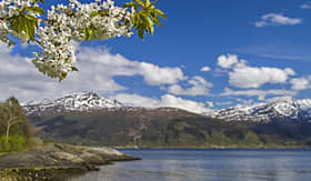 Norwegian Criuse Line Fruit blossom by the Hardanger Fjord in Norway