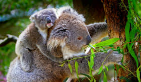 Koala Sanctuary in Australia