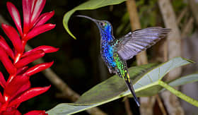 Norwegian Cruise Line violet sabrewing in Monteverde Puntarenas Costa Rica