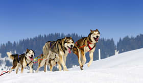 Norwegian Cruise Line sled dogs running through snow