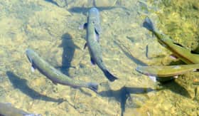 Rainbow trout in the wild