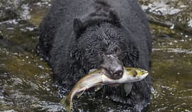 Oceania Cruises black bear catching salmon in Wrangell Alaska