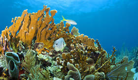 Oceania Cruises coral reefs off the coast of Roatan Honduras