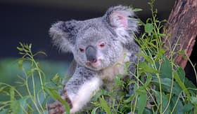 Oceania Cruises koala and eucalyptus Sydney Australia