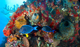 Paul Gauguin blue tangs and rock beauty near coral and sponges