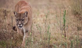 Princess Cruises the puma is walking in the field looking for prey