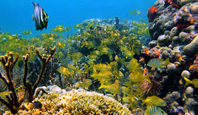 Regent Seven Seas Cruises colorful underwater marine life with shoal of tropical fish in a coral reef caribbean sea