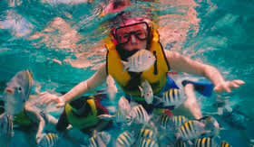 Woman Snorkeling with School of Fish in Roatan - Regent Seven Seas Cruises