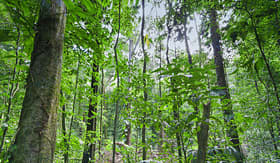 Regent Seven Seas Cruises tropical rainforest in Costa Rica Punta Leona Puntarenas province Costa Rica