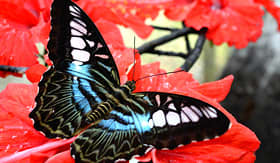 Royal Caribbean bright butterfly on red flower