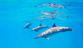 Royal Caribbean dolphins swimming underwate in Hawaii