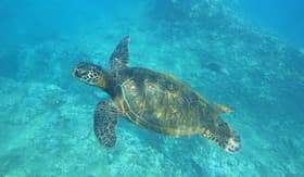 Royal Caribbean green sea turtle Hawaii