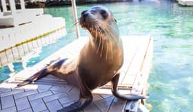 Sea Lion in the Bahamas - Royal Caribbean