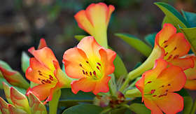 Royal Caribbean vireya rhododendron flower in Hilo Hawaii