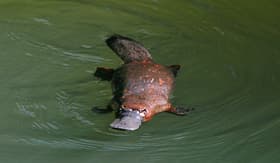 Royal Caribbean wild platypus Australia