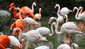 Seabourn group of flamingos standing in water