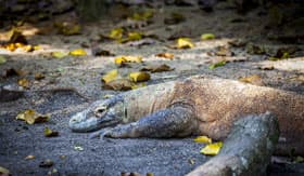 Komodo Dragon