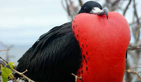 Silversea Cruises magnificent frigatebird Galapagos