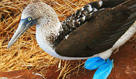 Blue-footed boobies of the Galapagos Islands