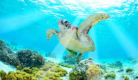 Sea turtle in the Southern Caribbean