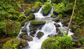 El Yunque Rainforest in Puerto Rico