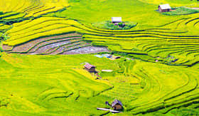 Uniworld River Cruises terraced rice fields in Lao Cai, Vietnam