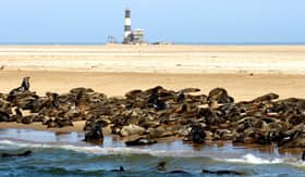 Seals gathering on beach