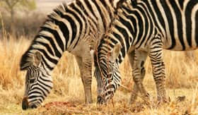 Zebras Grazing in Open Field