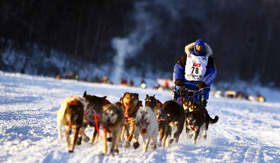 Iditarod Dog Sled Race in Alaska