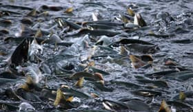 Salmon Migrating in Valdez, Alaska