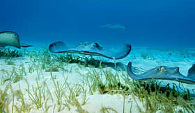 Stingray City in Grand Cayman