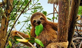 Windstar Cruises Mangrove Wildlife