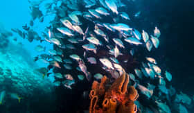 Windstar Cruises Submarine 